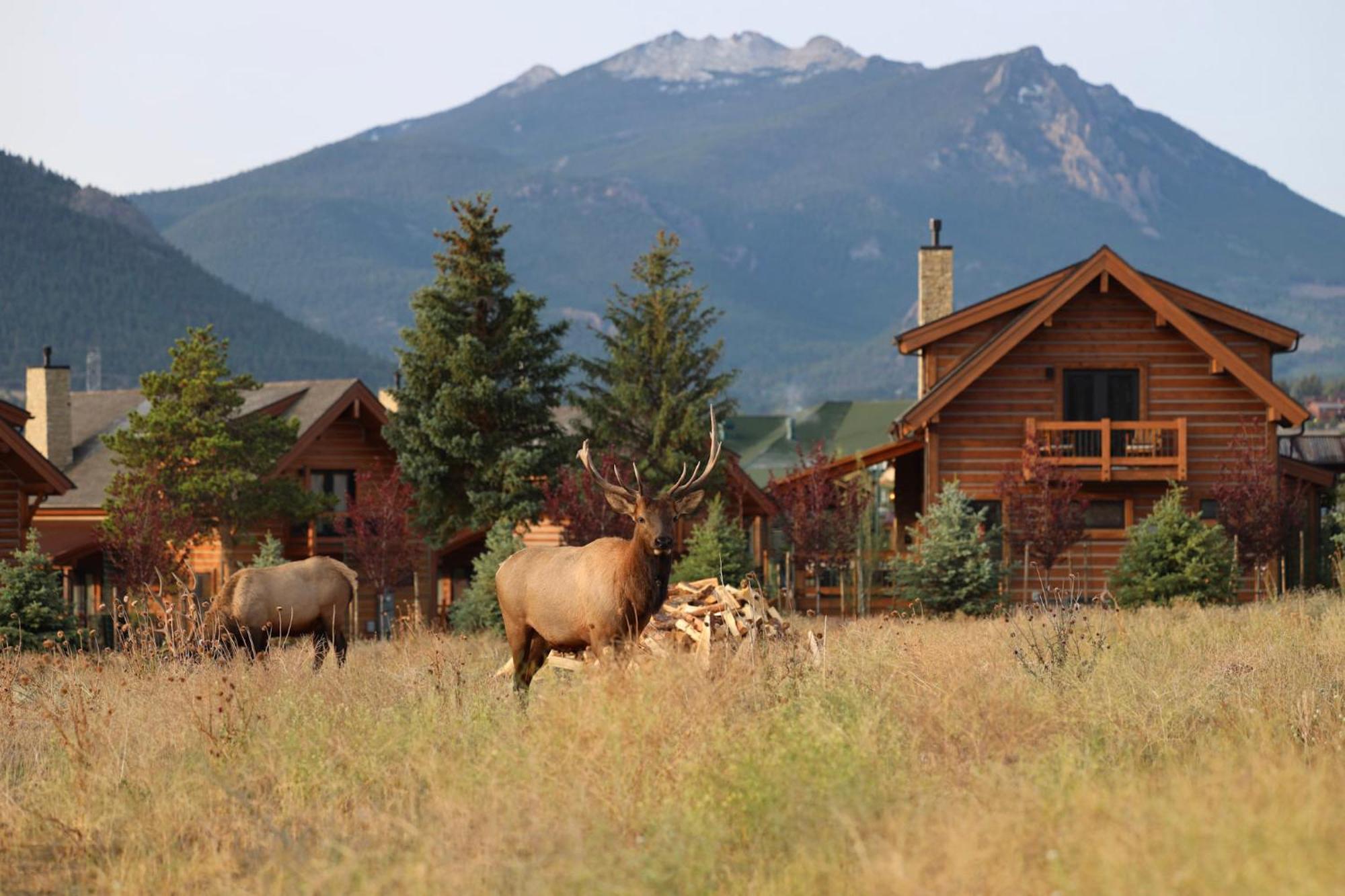 Chic Retreat Indoor Outdoor Fireplace, Private Jacuzzi, Great Location! Estes Park Bagian luar foto